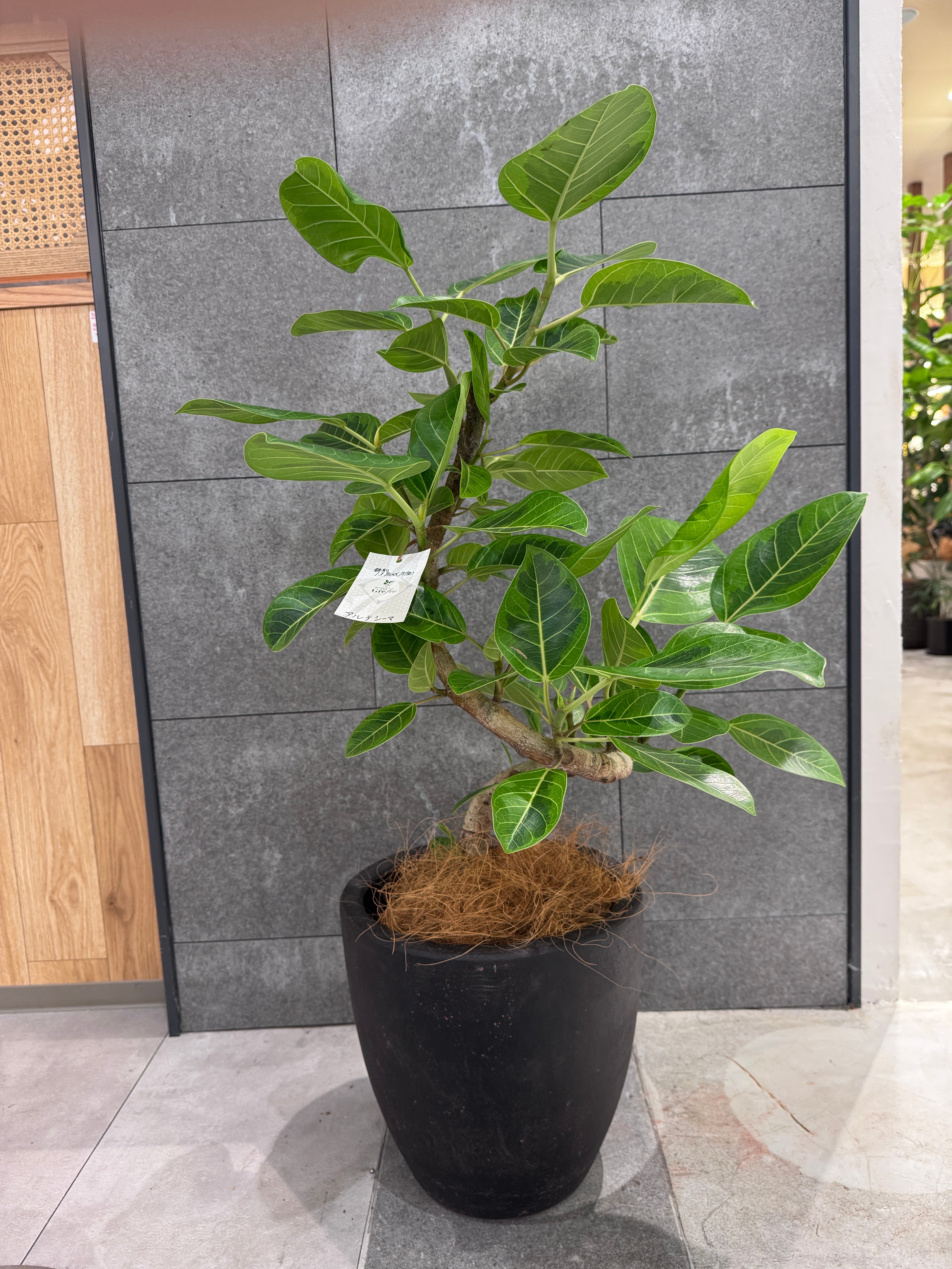 税込3,000円以上の観葉植物 当店平常価格より20％OFF