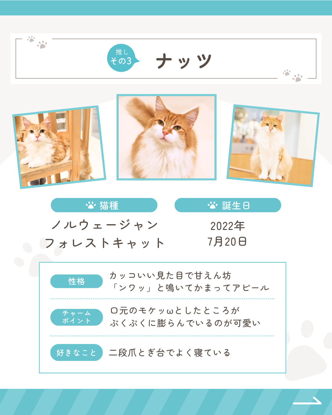 ニュース｜ショップニュース｜ネコ総選挙2026開催！当店のネコちゃんを