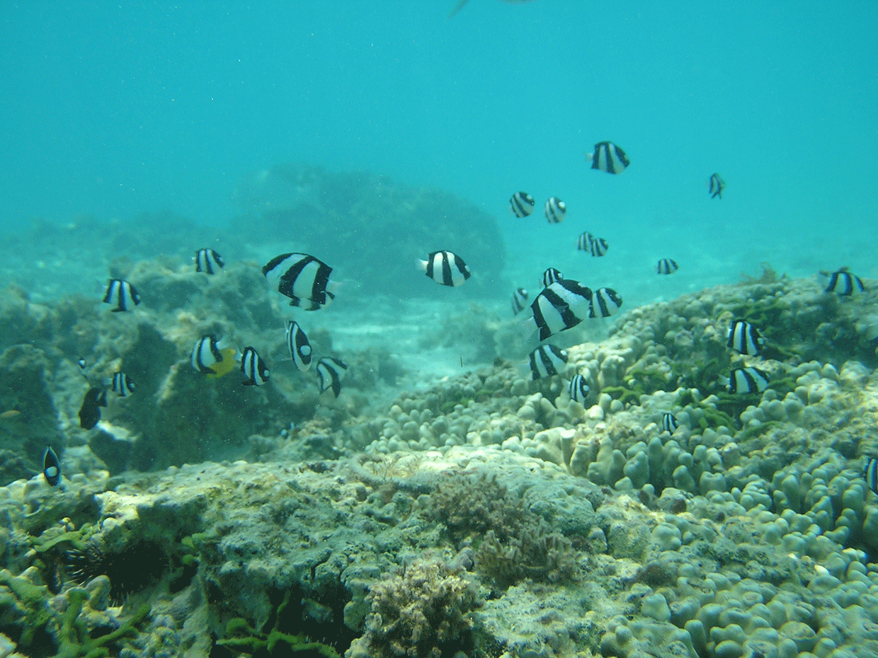ミスジリュウキュウスズメダイ