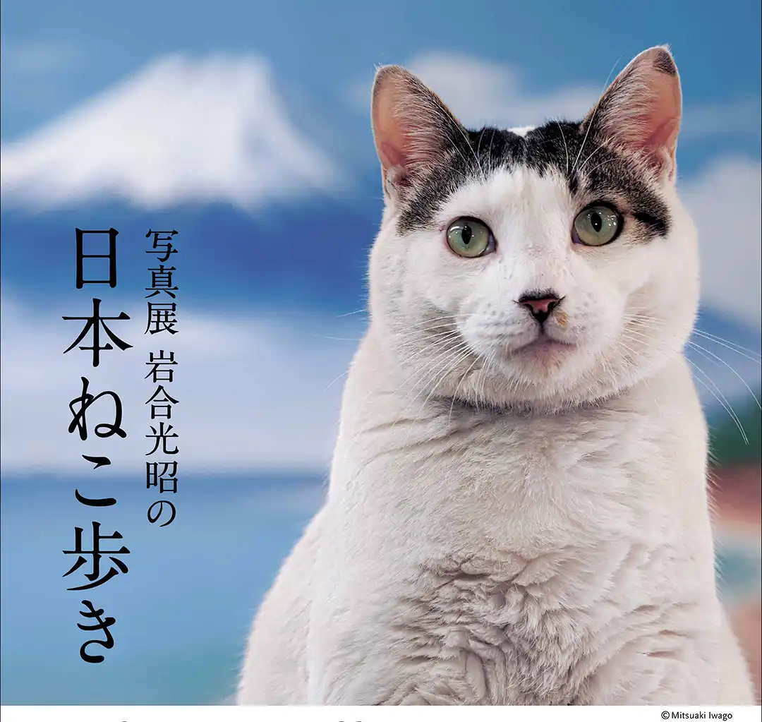 「写真展　岩合光昭の日本ねこ歩き」