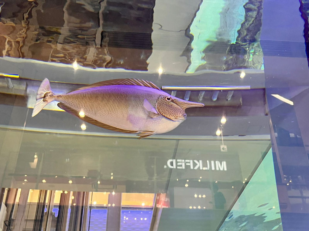 ツマリテングハギ