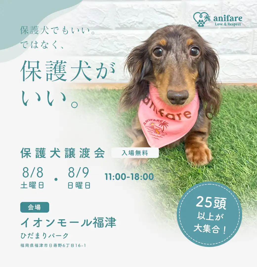 保護犬譲渡会