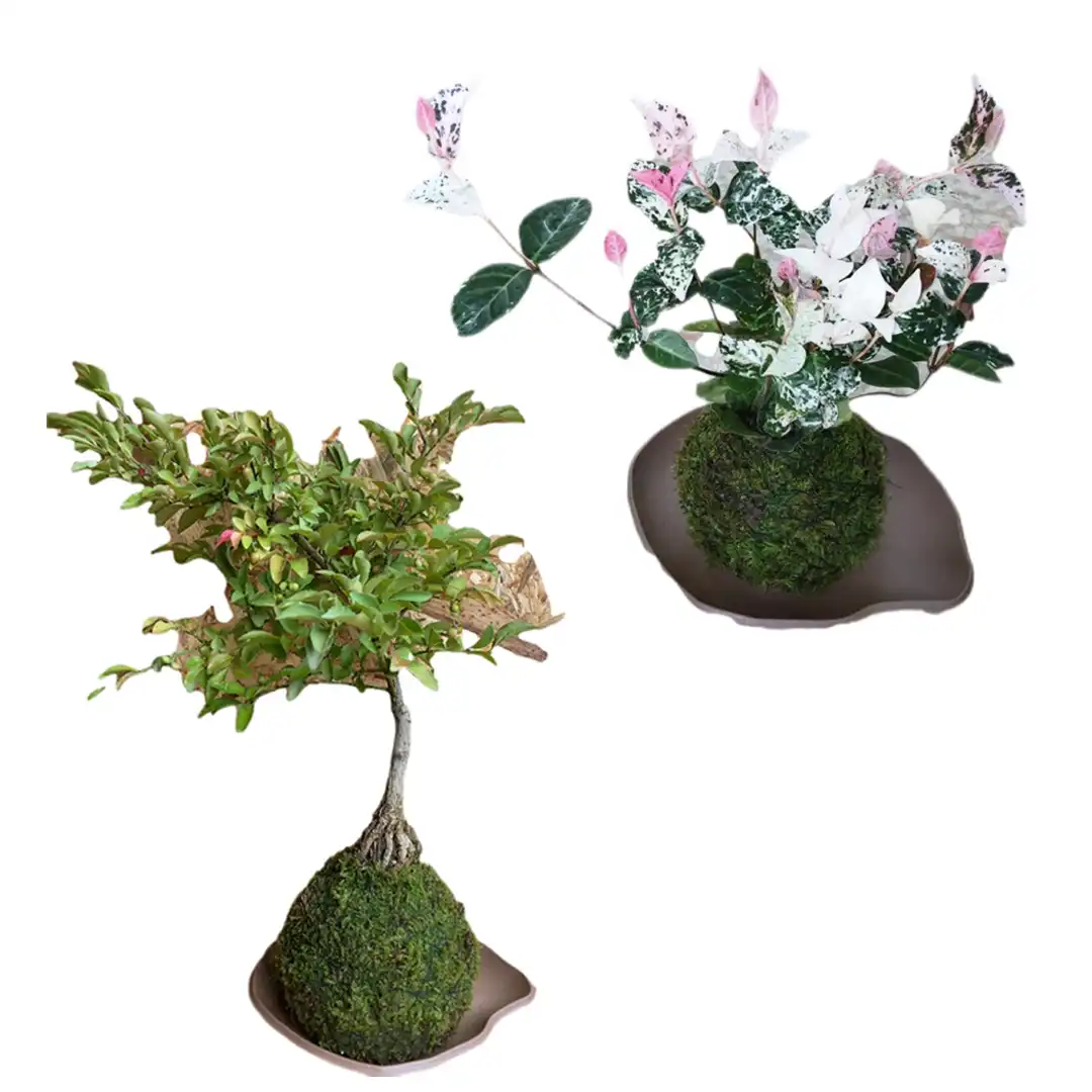 阿賀の苔玉販売会