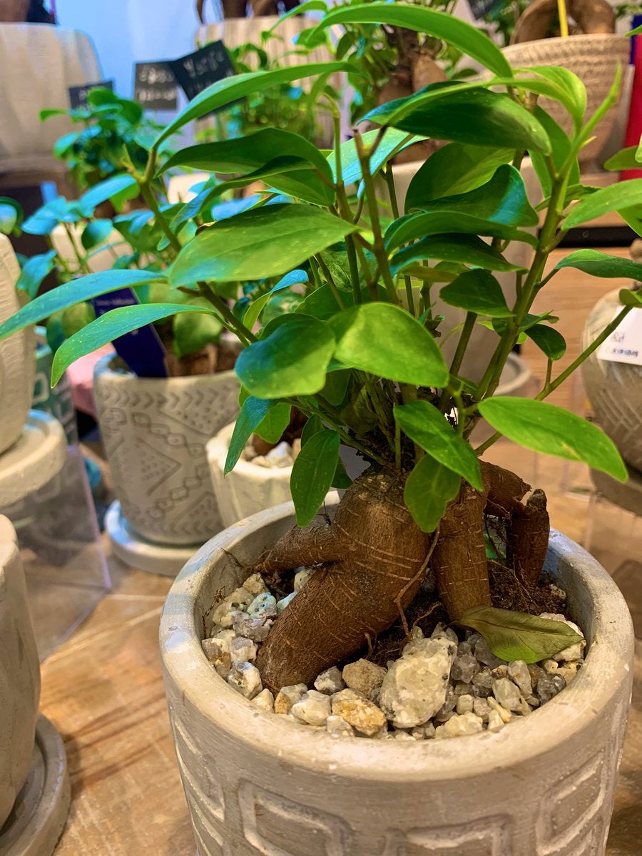 観葉植物 各種