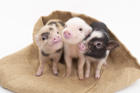 mipig cafe(マイピッグカフェ)