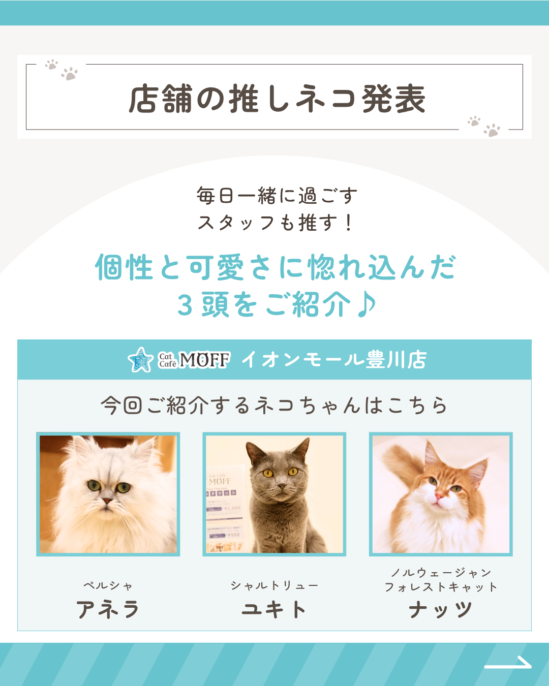 ネコ総選挙2026開催！当店のネコちゃんを1部紹介②