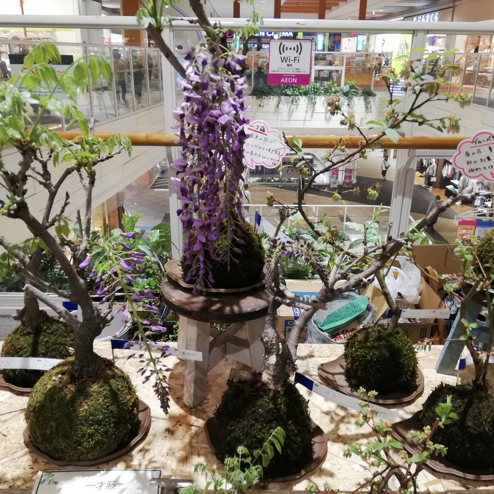 阿賀の苔玉販売会