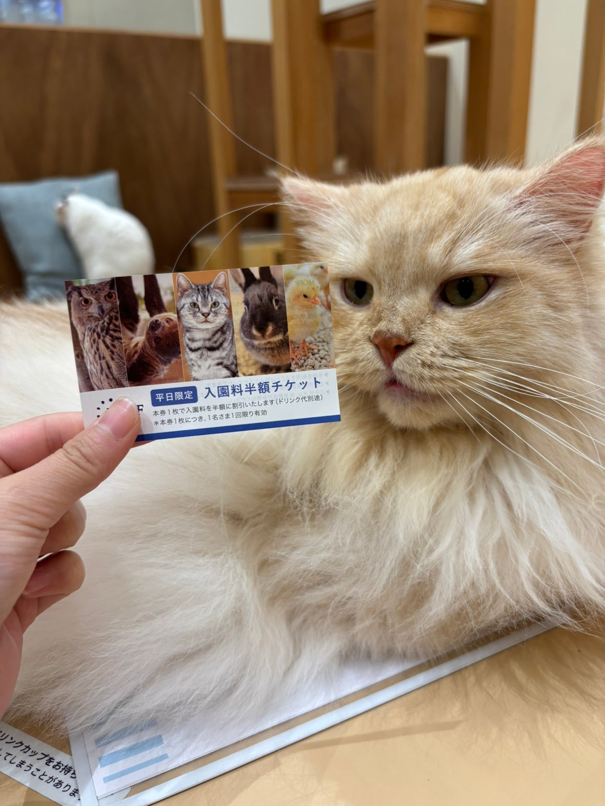 ニュース｜平日限定入園料半額チケットご利用開始！｜イオンモール木曽川
