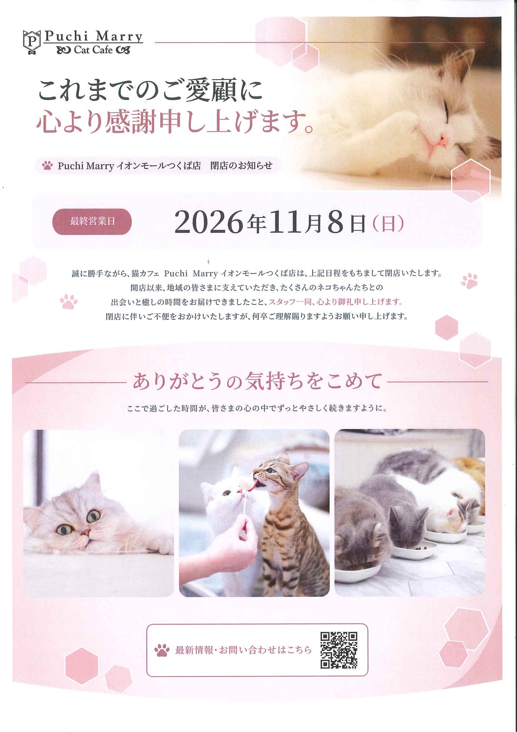ニュース｜モールからのお知らせ｜〈閉店のお知らせ〉猫カフェ Puchi