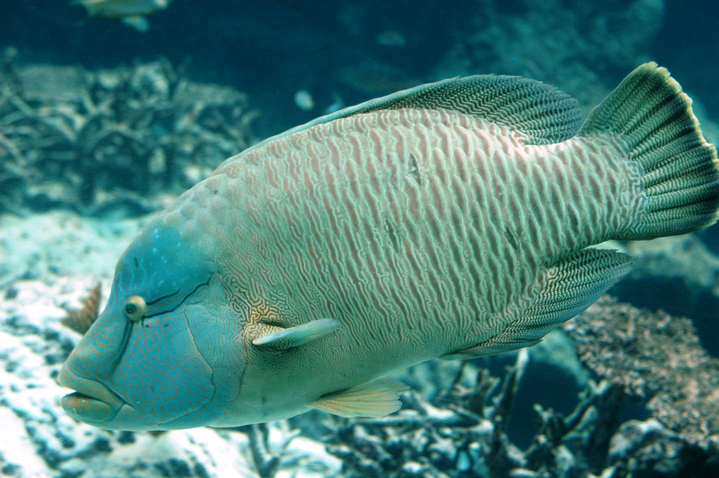 メガネモチノウオ