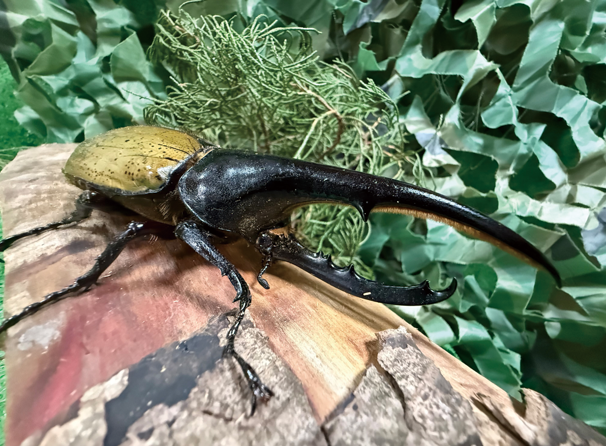 世界のカブトムシ・クワガタ展示＆カブトムシが当たる抽選会