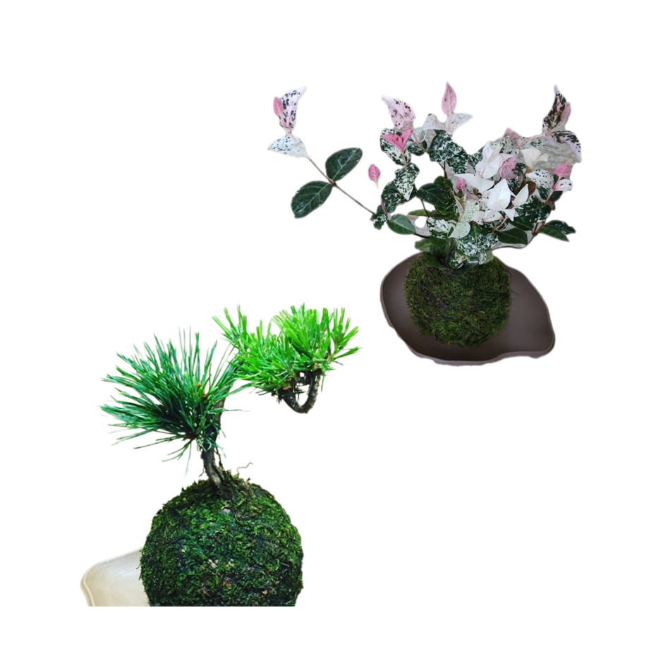 阿賀の苔玉販売会