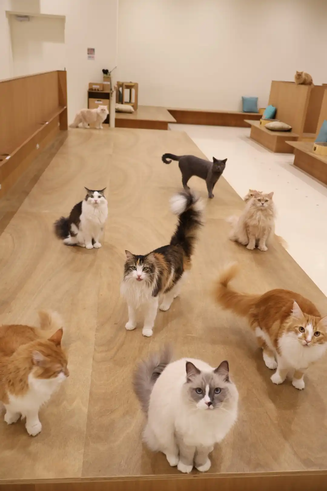 ネコちゃんのご飯タイム