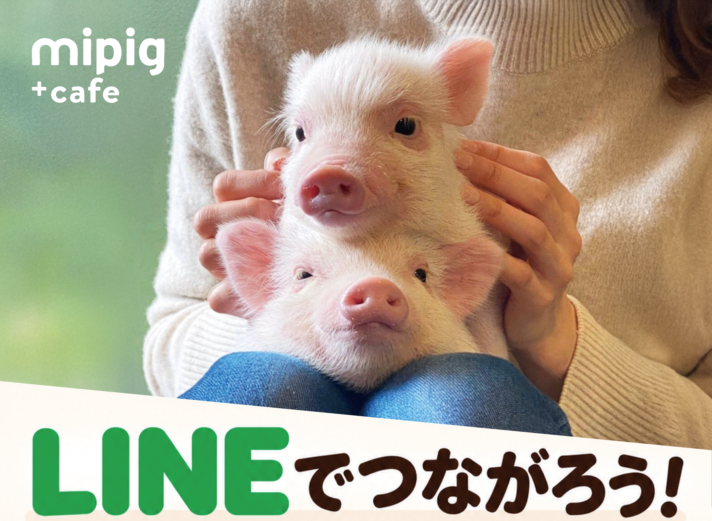 mipig cafe店舗公式LINE登場!