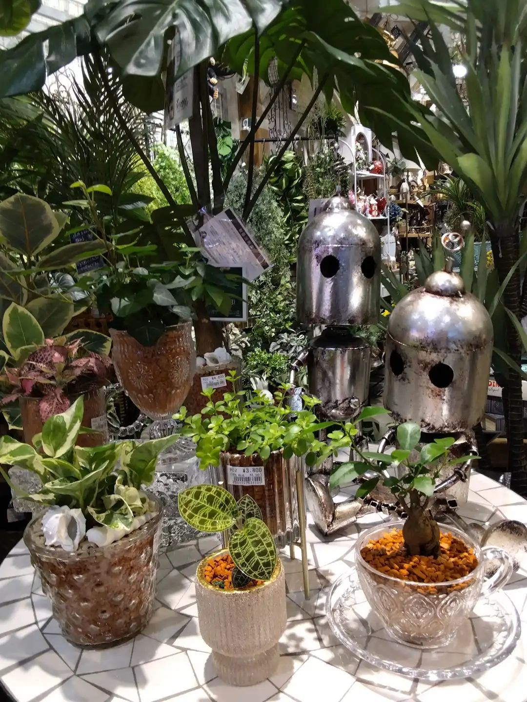 ガラス容器のセラミス植え