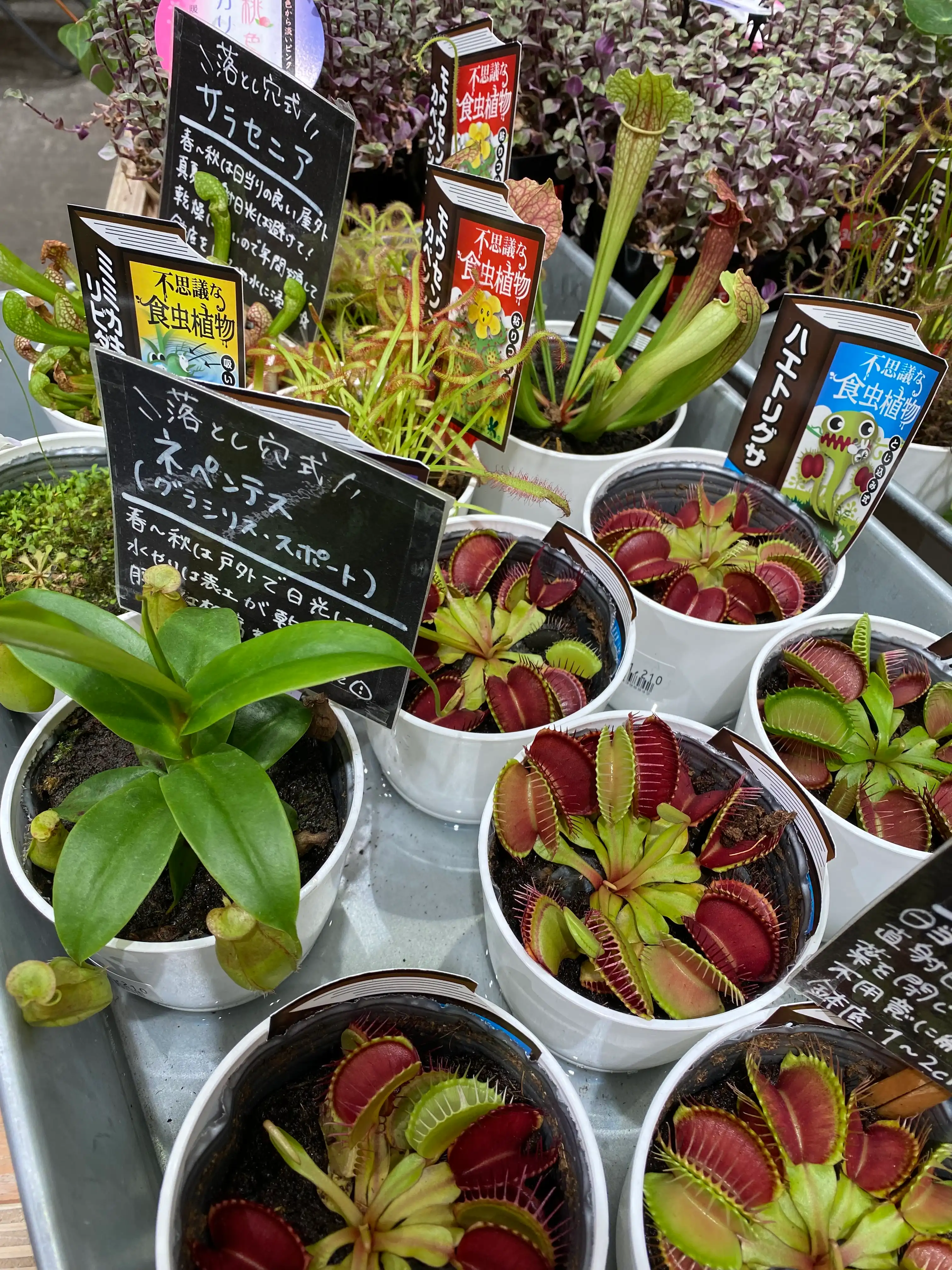 ちょっと不思議な食虫植物