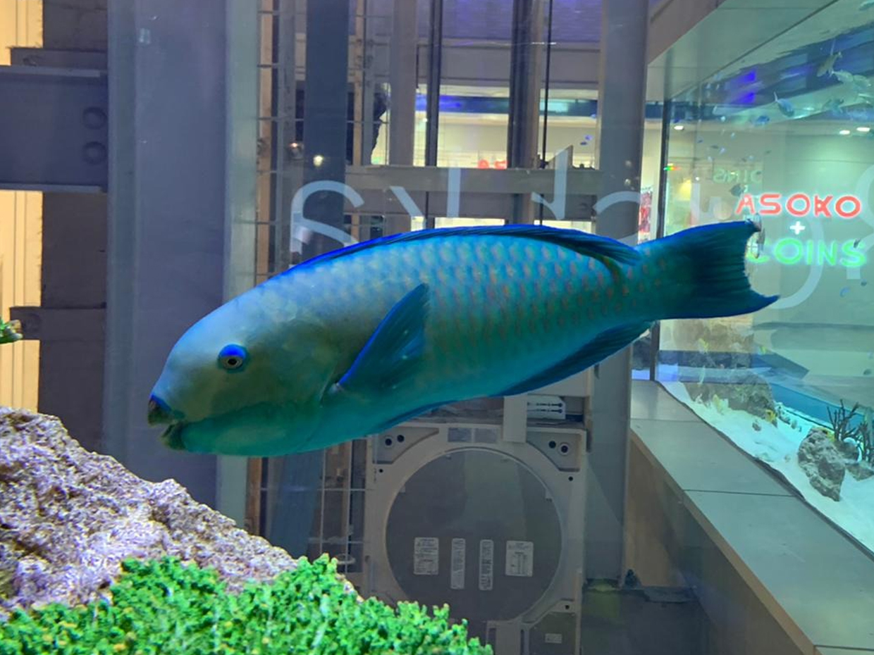 ナンヨウブダイ