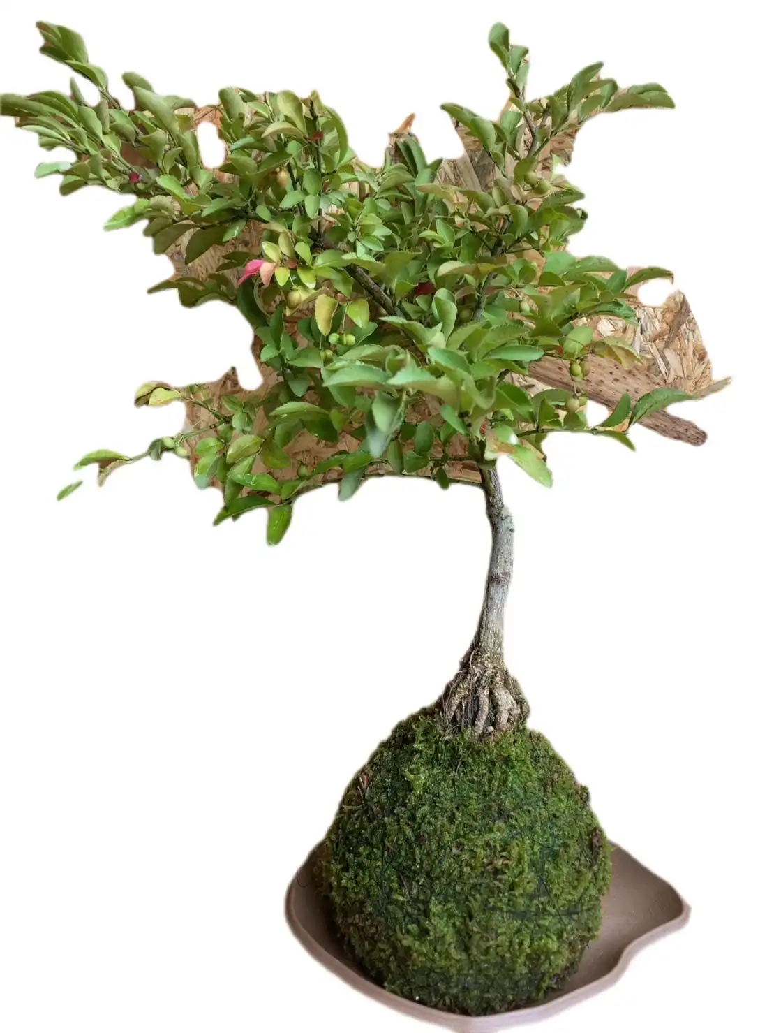 阿賀の苔玉販売会