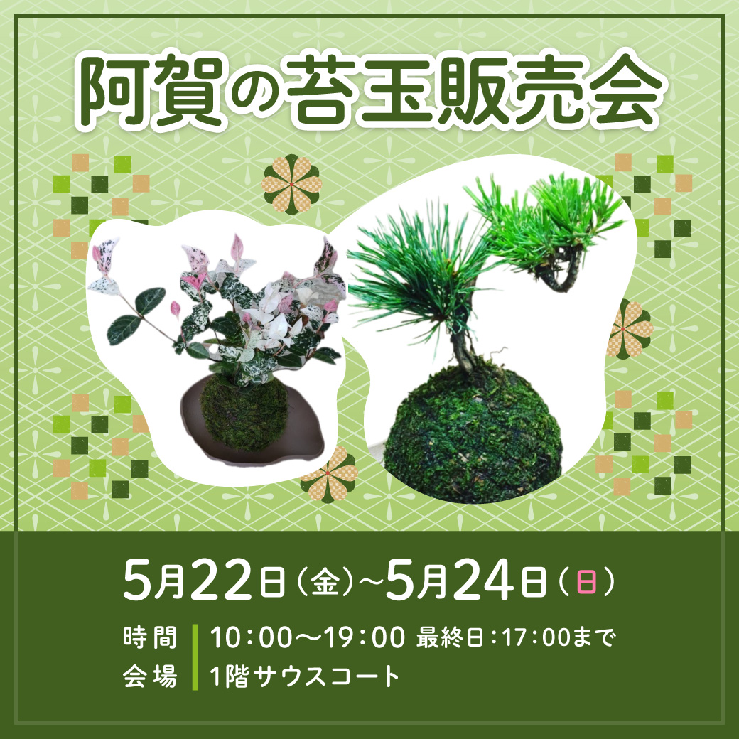 阿賀の苔玉販売会