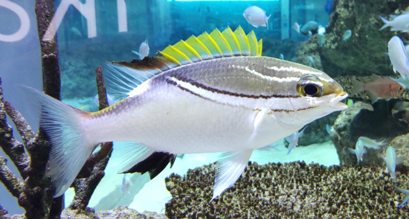 フタスジタマガシラ