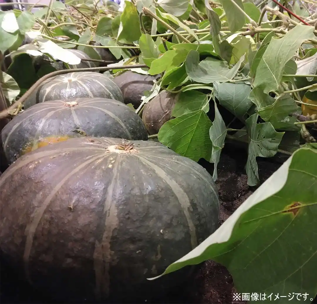 神戸垂水青果のお野菜を収穫しよう！ 「秋の収穫体験＆ハロウィンワークショップ」