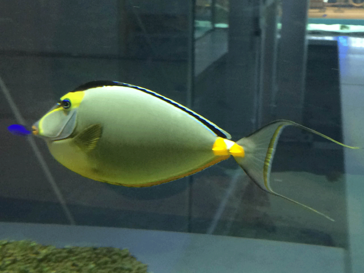 ミヤコテングハギ