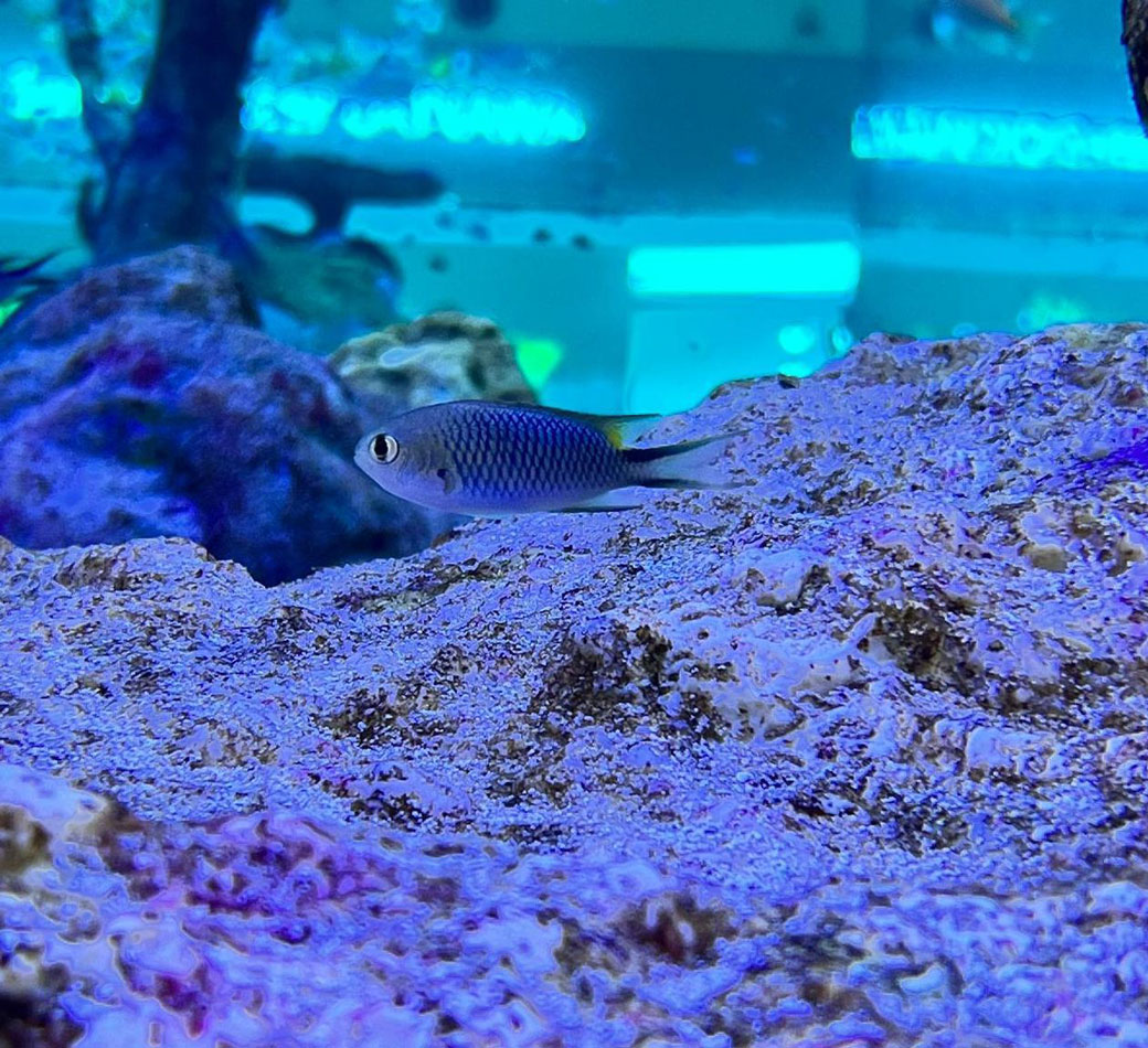 オキナワスズメダイ