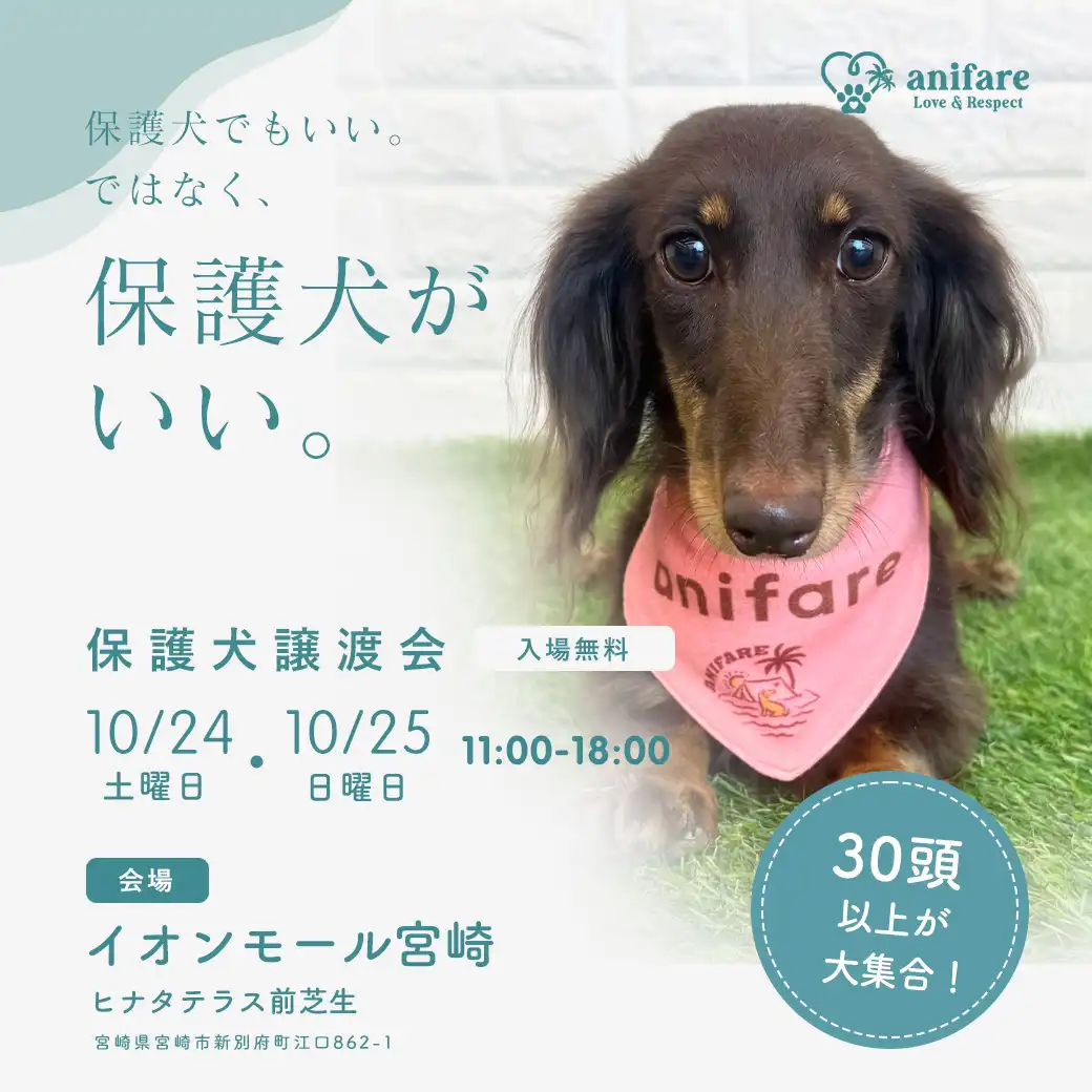 保護犬譲渡会
