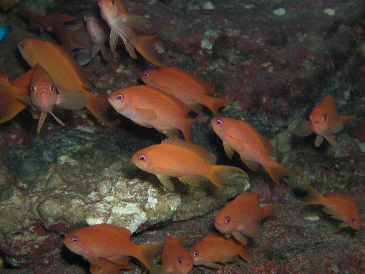 キンギョハナダイ