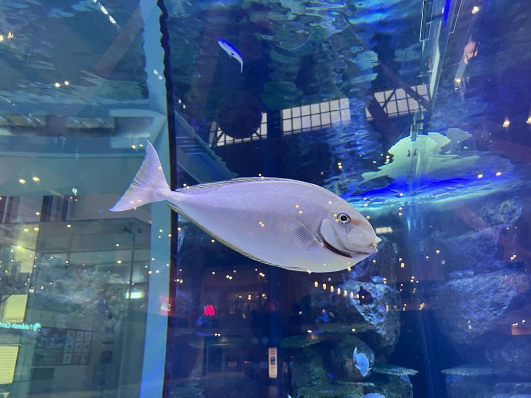 テングハギモドキ