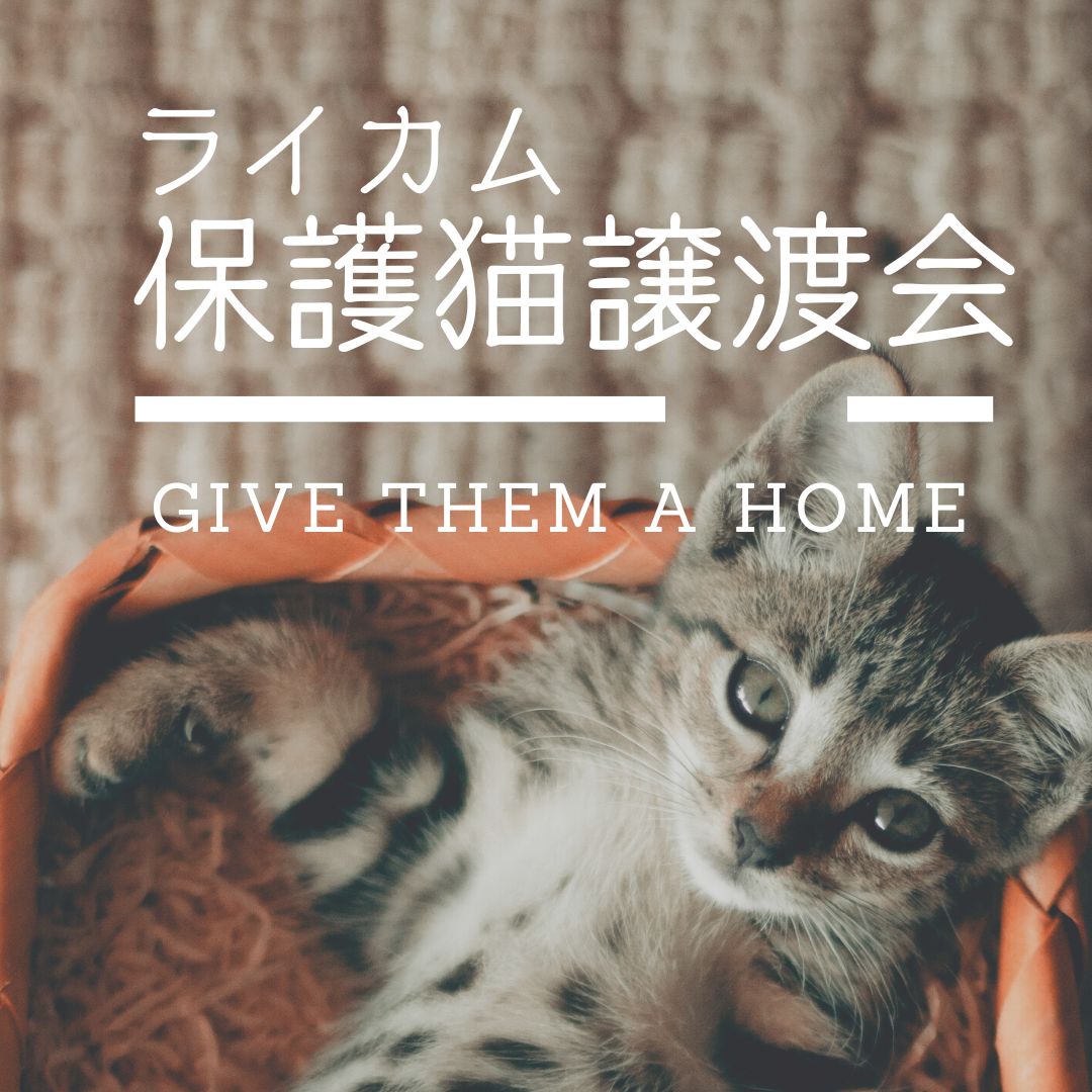 ★ライカム 保護猫の譲渡会★＜4/26開催＞