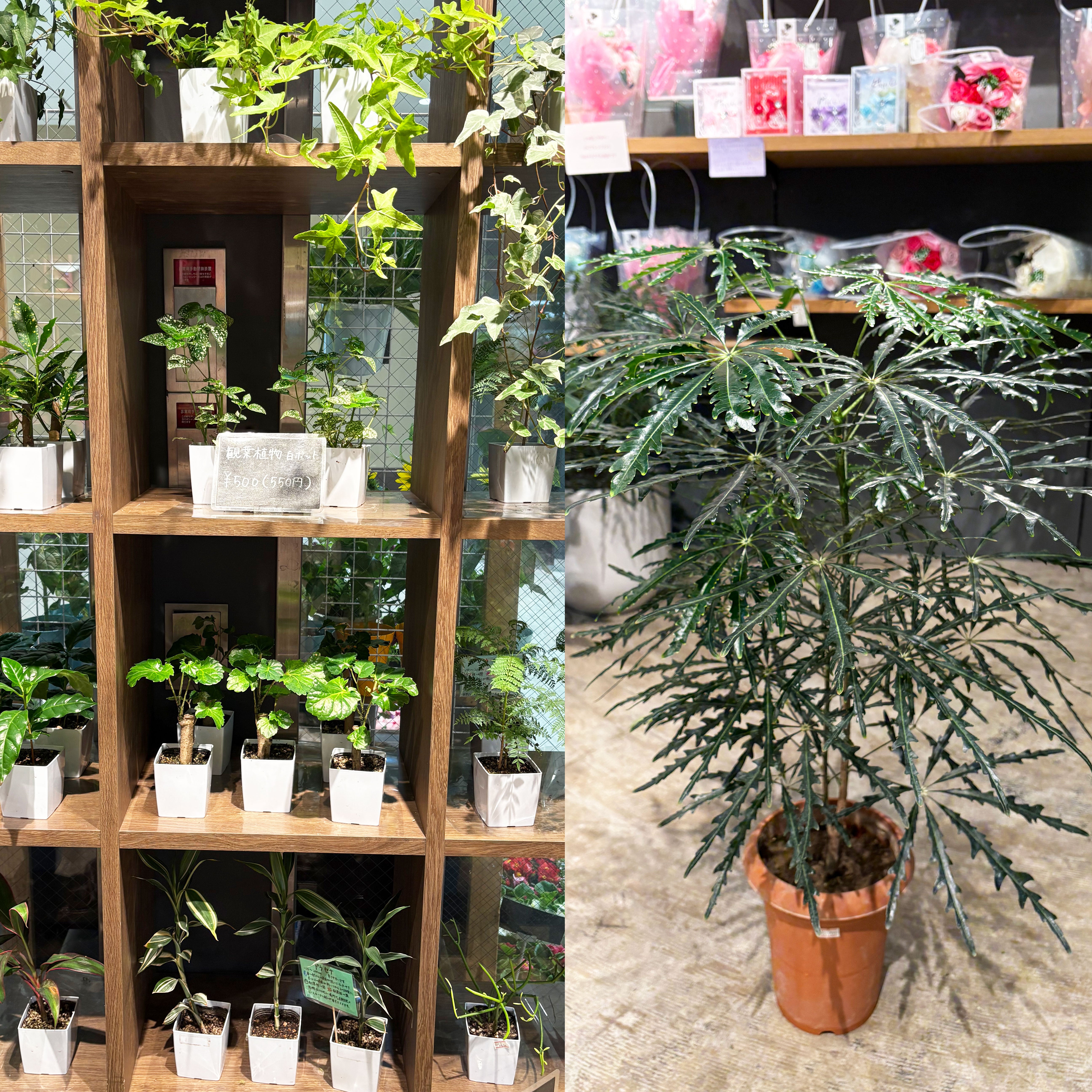 ミニ観葉植物